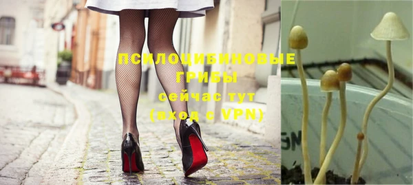 прущие грибы Инта